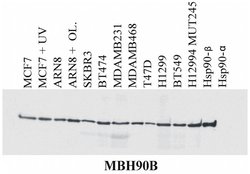 Invitrogen HSP90 beta Monoclonal Antibody (MBH90B) 100 &mu;g; Unconjugated:Antibodies,