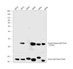 Invitrogen Mouse anti-Human Kappa Light Chain Secondary Antibody 100 &mu;g;