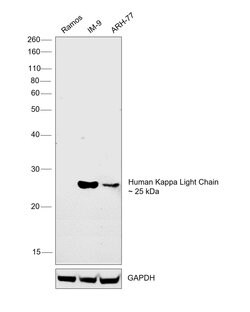 Invitrogen Mouse anti-Human Kappa Light Chain Secondary Antibody 100 &mu;g;