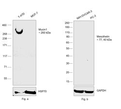 Invitrogen™ Mouse anti-Human Kappa Light Chain Secondary Antibody