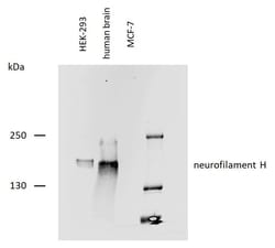 Invitrogen NF-H Monoclonal Antibody (NF-05) 100 &mu;g; Unconjugated:Antibodies,