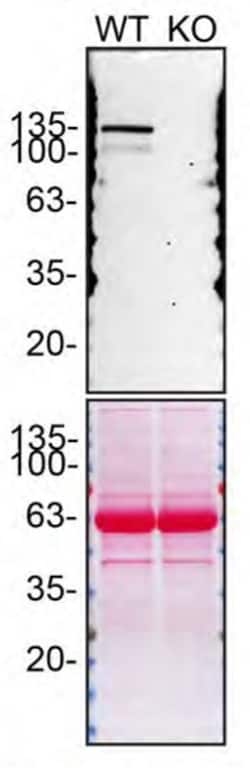Invitrogen SHIP1 Monoclonal Antibody (SHIP-01) 100 &mu;g; Unconjugated:Anticorps,
