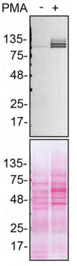 Invitrogen SHIP1 Monoclonal Antibody (SHIP-01) 100 &mu;g; Unconjugated:Anticorps,