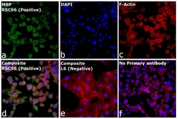 Invitrogen MBP Monoclonal Antibody (MBP101) 500 &mu;g; Unconjugated:Antibodies,