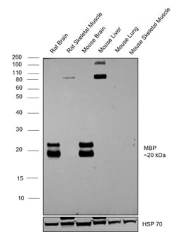 Invitrogen MBP Monoclonal Antibody (MBP101) 500 &mu;g; Unconjugated:Antibodies,