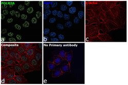 Invitrogen POLR2A Monoclonal Antibody (8WG16) 200 &mu;g; Unconjugated:Antibodies,