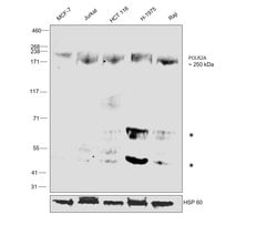 Invitrogen POLR2A Monoclonal Antibody (8WG16) 200 &mu;g; Unconjugated:Antibodies,
