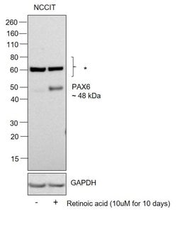 Invitrogen PAX6 Monoclonal Antibody (13B10-1A10) 100 &mu;g; Unconjugated:Antibodies,