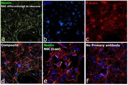 Invitrogen Nestin Monoclonal Antibody (10C2) 100 &mu;g; Unconjugated:Antibodies,