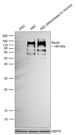 Invitrogen Nestin Monoclonal Antibody (10C2) 100 &mu;g; Unconjugated:Antibodies,