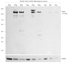 Invitrogen Nestin Monoclonal Antibody (10C2) 100 &mu;g; Unconjugated:Antibodies,