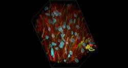 Invitrogen beta-3 Tubulin Monoclonal Antibody (2G10) 20 &mu;L; Unconjugated:Antibodies,