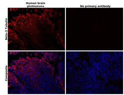 Invitrogen beta-3 Tubulin Monoclonal Antibody (2G10) 20 &mu;L; Unconjugated:Antibodies,
