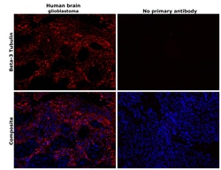 Invitrogen beta-3 Tubulin Monoclonal Antibody (2G10) 20 &mu;L; Unconjugated:Antibodies,