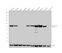 Invitrogen beta-3 Tubulin Monoclonal Antibody (2G10) 20 &mu;L; Unconjugated:Antibodies,