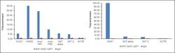 Invitrogen LEF1 Monoclonal Antibody (REMB6):Antibodies:Primary Antibodies