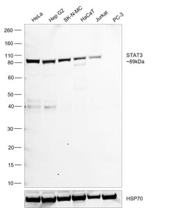 Invitrogen STAT3 Monoclonal Antibody (9D8) 100 &mu;L; Unconjugated:Antibodies,