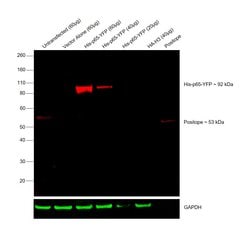Invitrogen 6x-His Tag Monoclonal Antibody (4E3D10H2/E3), Alexa Fluor 647