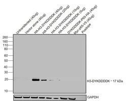 Invitrogen DYKDDDDK Tag Monoclonal Antibody (L5), Alexa Fluor 555 50 &mu;L;