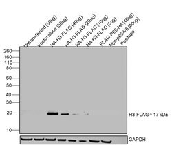 Invitrogen DYKDDDDK Tag Monoclonal Antibody (L5), Alexa Fluor 555 50 &mu;L;