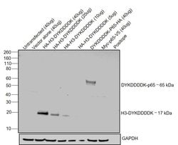 Invitrogen™ DYKDDDDK Tag Monoclonal Antibody (L5)