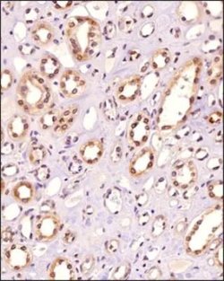 Invitrogen POLE3 Monoclonal Antibody (3C5.1) 100 &mu;L; Unconjugated:Antibodies,