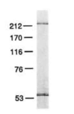 Invitrogen POLE3 Monoclonal Antibody (3C5.1) 100 &mu;L; Unconjugated:Antibodies,