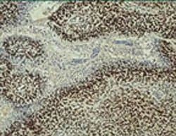 Invitrogen HIF-1 beta Monoclonal Antibody (H1beta234) 100 &mu;L; Unconjugated:Antibodies,