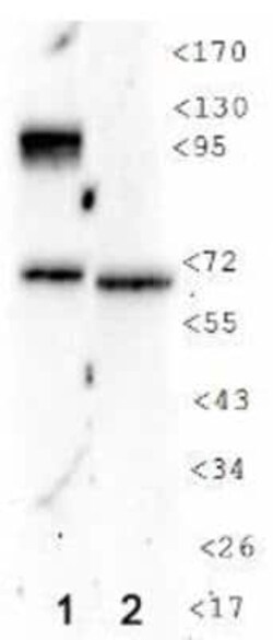 Invitrogen HIF1A Monoclonal Antibody (H1alpha 67-7) 100 &mu;L | Buy Online | Invitrogen&trade; | Fisher Scientific