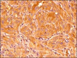 Invitrogen HIF1A Monoclonal Antibody (ESEE122) 100 &mu;L | Buy Online | Invitrogen&trade; | Fisher Scientific