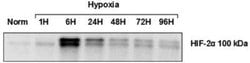 Invitrogen HIF-2 alpha Monoclonal Antibody (ep190b) 100 &mu;L; Unconjugated:Antibodies,