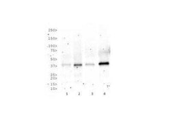 Invitrogen RAD51C Monoclonal Antibody (2H11/6) 100 &mu;L | Buy Online | Invitrogen&trade; | Fisher Scientific