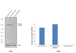 Invitrogen FANCD2 Monoclonal Antibody (FI-17) 100 &mu;L; Unconjugated:Antibodies,