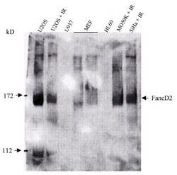 Invitrogen FANCD2 Monoclonal Antibody (FI-17) 100 &mu;L; Unconjugated:Antibodies,