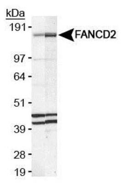 Invitrogen FANCD2 Monoclonal Antibody (FI-17) 100 &mu;L; Unconjugated:Antibodies,