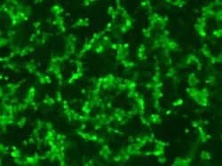 Invitrogen RPE65 Monoclonal Antibody (401.8B11.3D9) 200 &mu;L; Unconjugated:Antibodies,