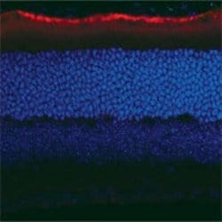 Invitrogen RPE65 Monoclonal Antibody (401.8B11.3D9) 200 &mu;L; Unconjugated:Antibodies,