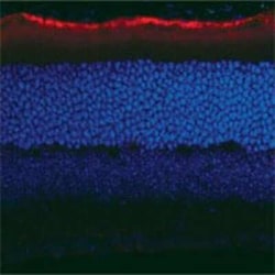 Invitrogen RPE65 Monoclonal Antibody (401.8B11.3D9) 200 &mu;L; Unconjugated:Antibodies,