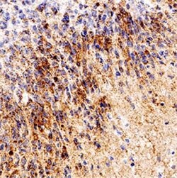 Invitrogen RPE65 Monoclonal Antibody (401.8B11.3D9) 200 &mu;L; Unconjugated:Antibodies,