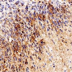 Invitrogen RPE65 Monoclonal Antibody (401.8B11.3D9) 200 &mu;L; Unconjugated:Antibodies,