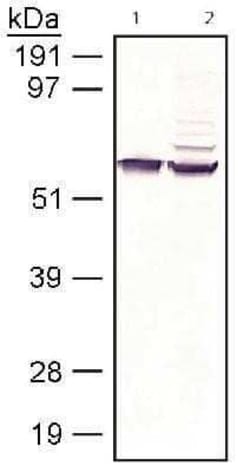 Invitrogen RPE65 Monoclonal Antibody (401.8B11.3D9) 200 &mu;L; Unconjugated:Antibodies,