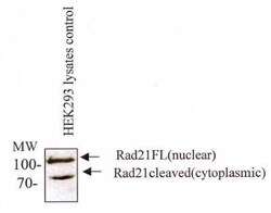Invitrogen RAD21 Monoclonal Antibody (CM110-2C10) 100 &mu;L | Buy Online | Invitrogen&trade; | Fisher Scientific