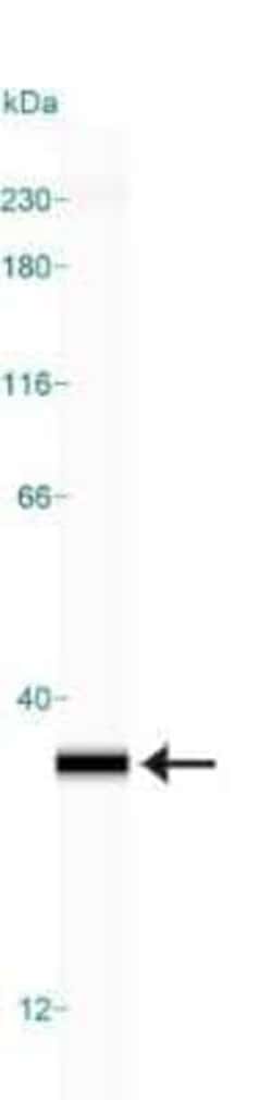 Invitrogen 14-3-3 gamma Monoclonal Antibody (KC21) 100 &mu;L | Buy Online | Invitrogen&trade; | Fisher Scientific