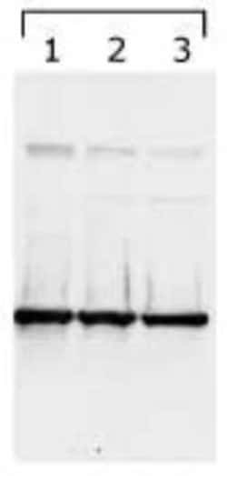 Invitrogen 14-3-3 gamma Monoclonal Antibody (KC21) 100 &mu;L | Buy Online | Invitrogen&trade; | Fisher Scientific