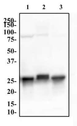 Invitrogen 14-3-3 gamma Monoclonal Antibody (KC21) 100 &mu;L | Buy Online | Invitrogen&trade; | Fisher Scientific