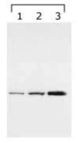 Invitrogen 14-3-3 gamma Monoclonal Antibody (HS23) 100 &mu;L; Unconjugated:Antibodies,