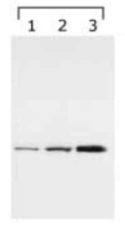 Invitrogen 14-3-3 gamma Monoclonal Antibody (HS23) 100 &mu;L; Unconjugated:Antibodies,