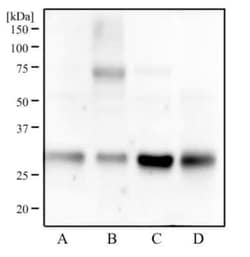 Invitrogen 14-3-3 gamma Monoclonal Antibody (HS23) 100 &mu;L; Unconjugated:Antibodies,