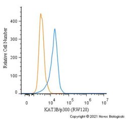Invitrogen p300 Monoclonal Antibody (RW128) 100 &mu;L; Unconjugated:Antibodies,