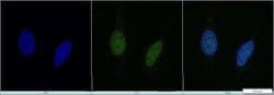 Invitrogen p300 Monoclonal Antibody (RW128) 100 &mu;L | Buy Online | Invitrogen&trade; | Fisher Scientific